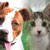 Dog and Cat