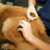 pet vaccination
