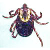 Tick