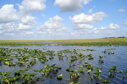 Everglades water