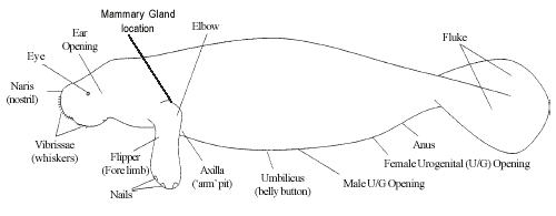 Manatees