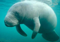 Manatee under water