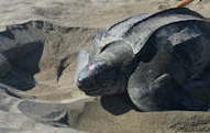 sea turtle