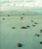 group of sea turtles going to the ocean