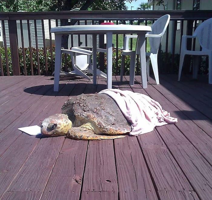 A stranded sea turtle on a deck.