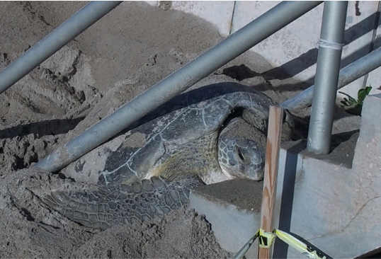 A stranded sea turtle stuck under stairs.