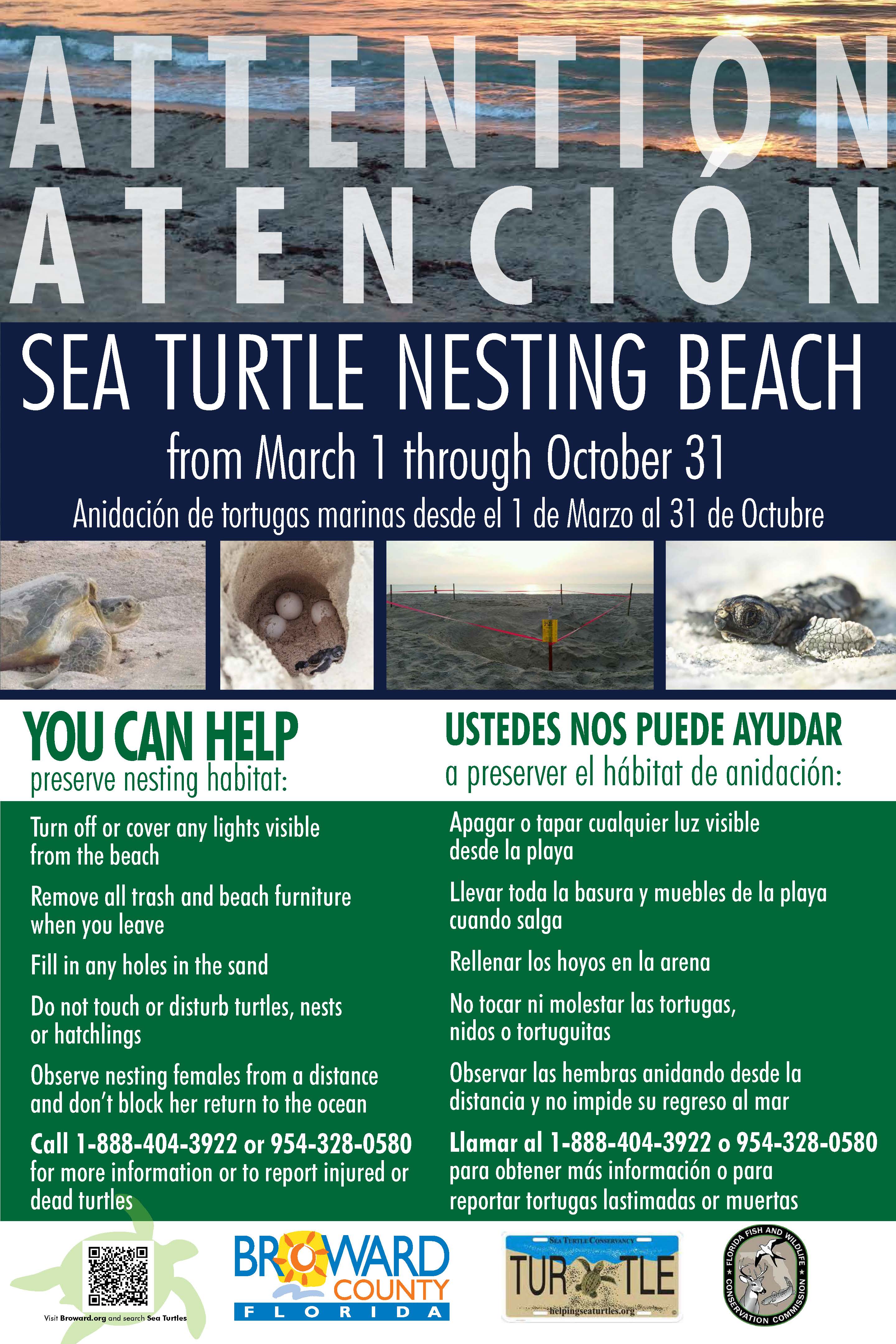 6 Ways You Can Protect Sea Turtles
