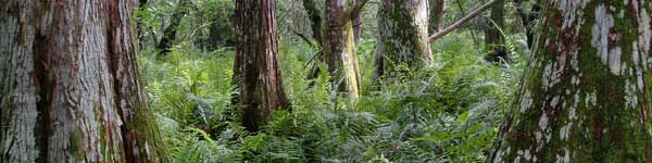 cypress trees and ferns in a natural area