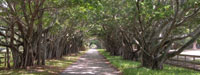 tree lined street