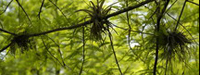 tree branches against yellow leaves