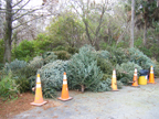 holiday trees waiting to be chipped at Fern Forest Nature Center