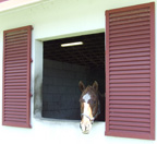 Horse at Tradewinds Park Stables