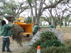 chipping holiday trees at T.Y. Park