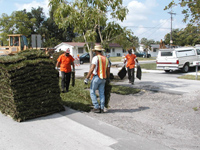 Refurbish the swales and medians with new sod and trees.