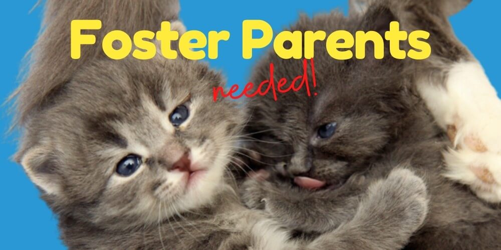 kittens for sale animal shelter
