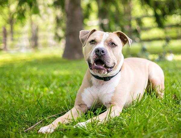 A dog in a field of grass