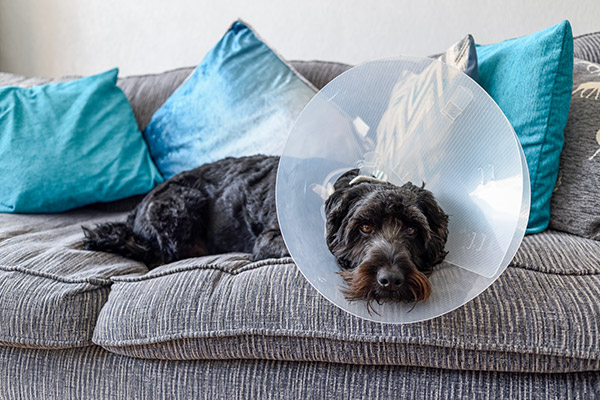 Dog in couch with e-collar