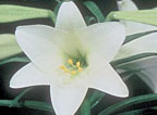 Easter Lily