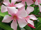 Oleander