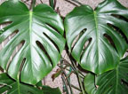 Philodendron