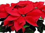 Poinsettia