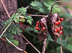 Rosary Pea 