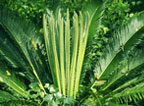 Sago Palm