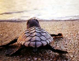 Sea Turtle Nesting Program Returns