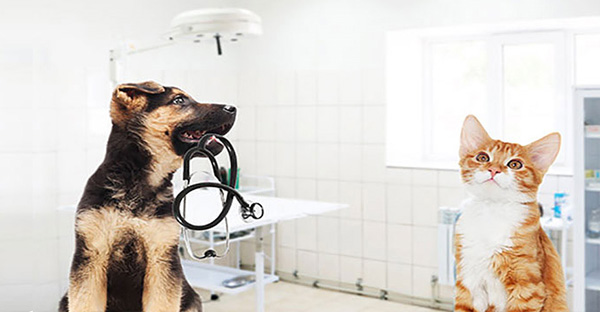 Dog and cat in an exam room