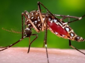 Zika Mosquito Image