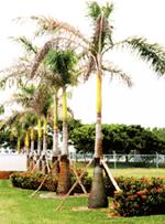 Royal Palm Trees with Proper Mulch Applied