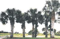 Established Mature Sabal Palm Trees