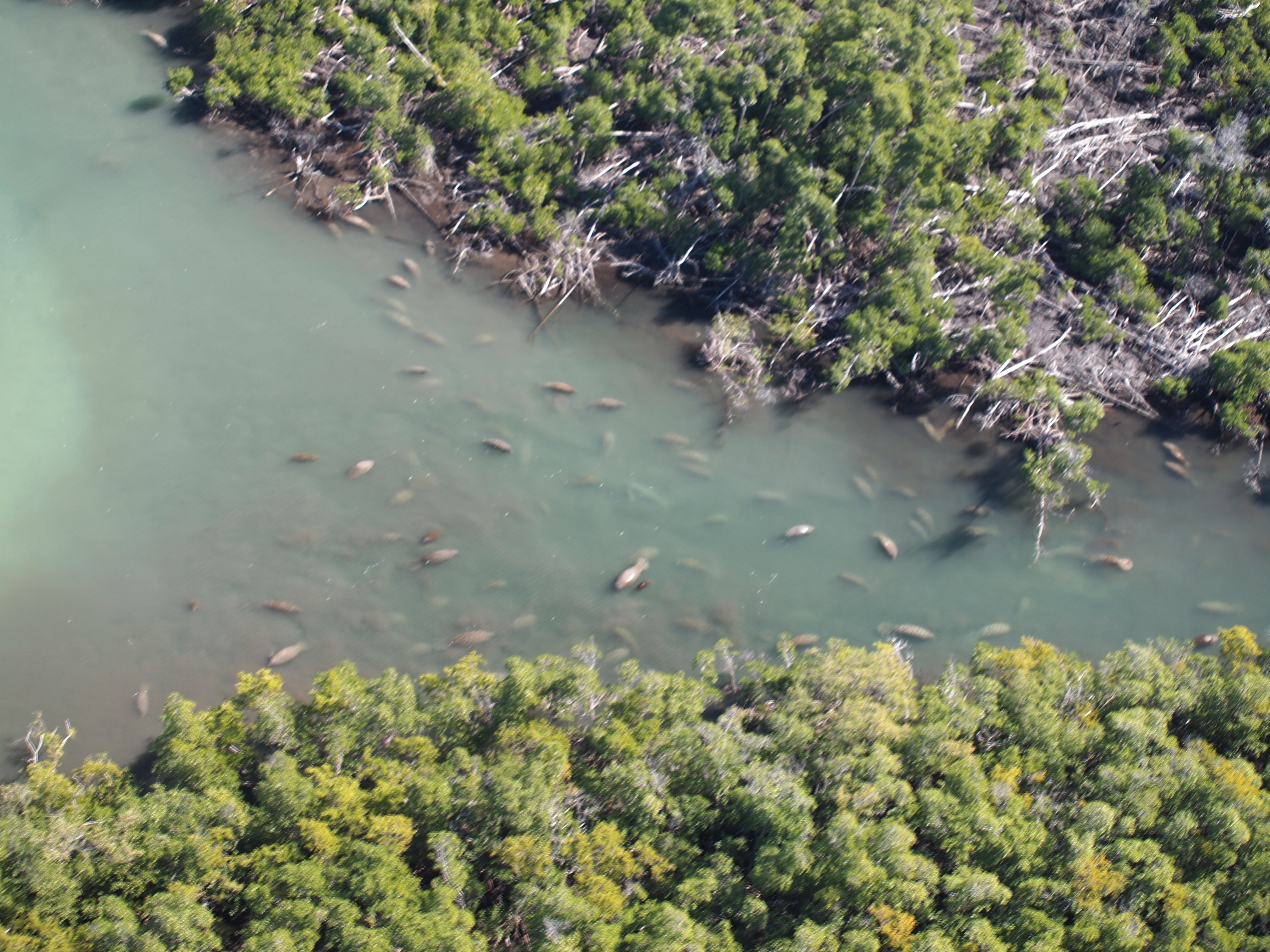 Manatee Lagoon