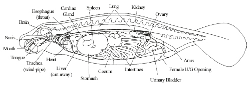 Internal Organ chart