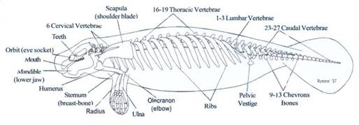 Drawing of a manatee skeleton