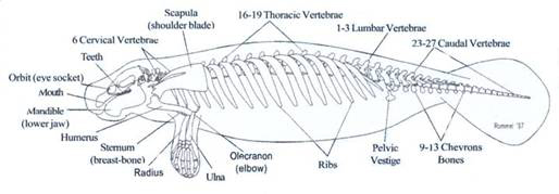 Manatees