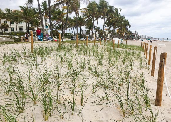 Phase 2 of Deerfield Beach with some growth of the new dunes.