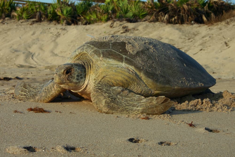 Green sea turtle