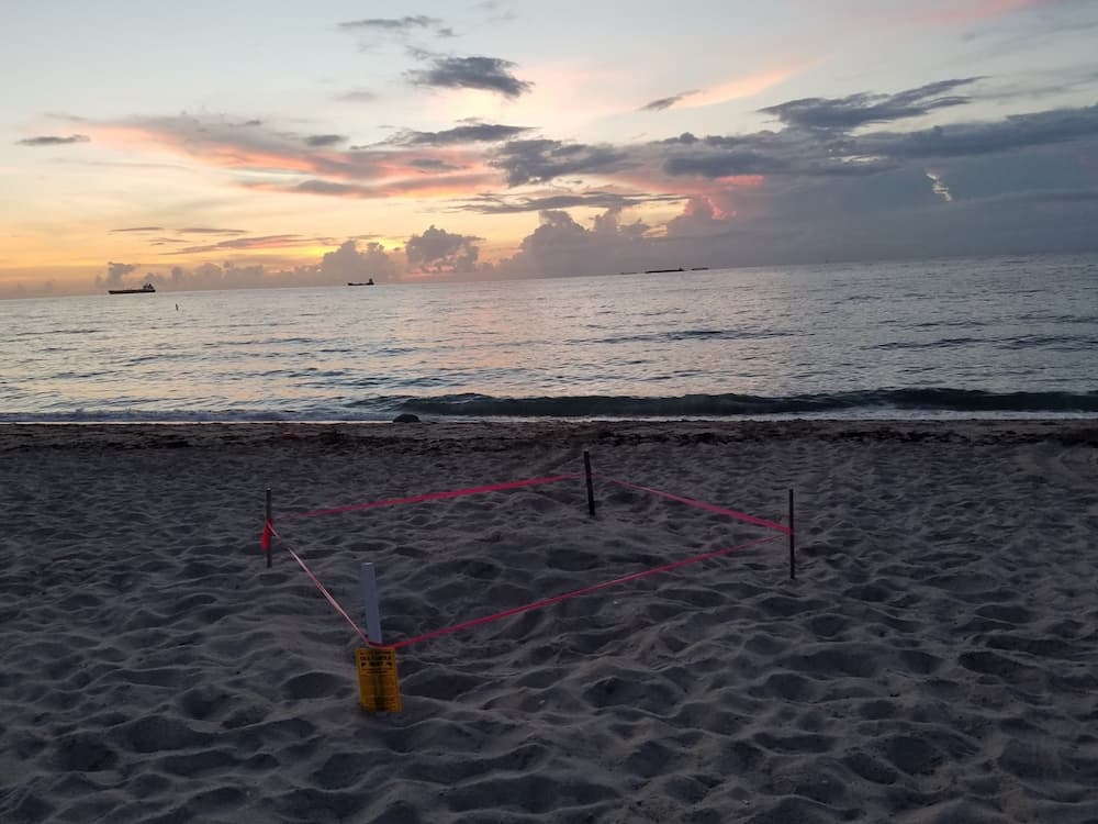 A marked sea turtle nest on the beach.