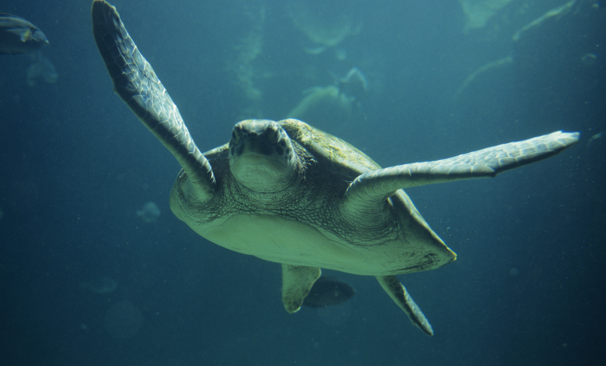 Sea Turtle 3