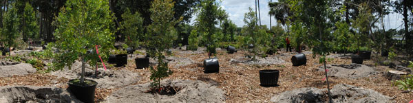 tree replanting