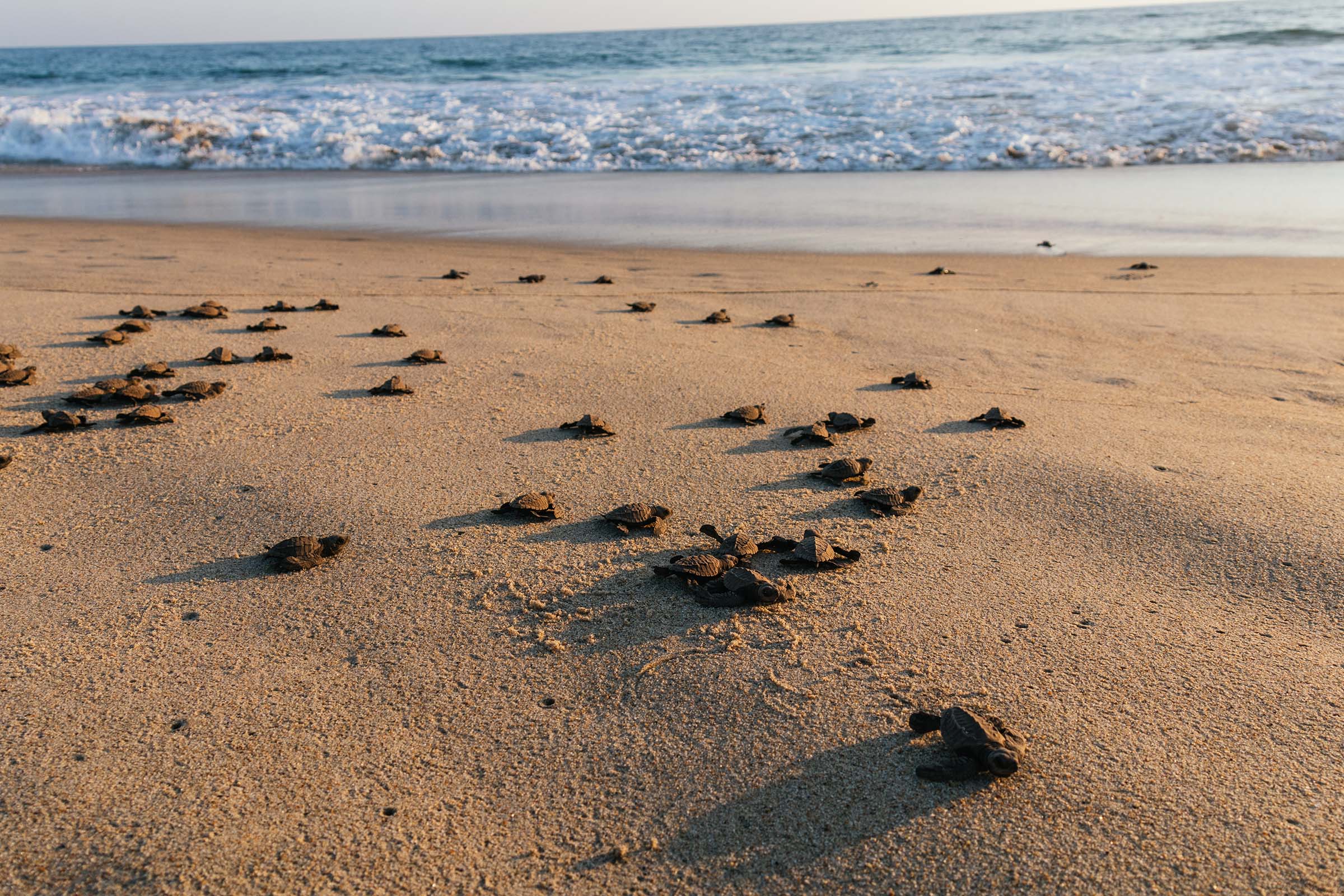 2023_Sea Turtles and their Babies ProgramWebsite Carousel_Sold Out.jpg