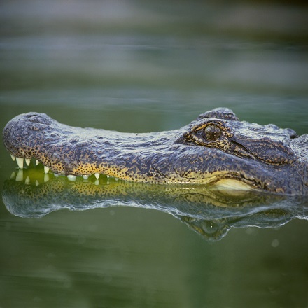 Aquatic Animals - Alligator.jpg