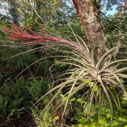Bromeliad - Giant Airplant.jpg