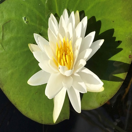 Aquatic Plants - Water Lily.jpg