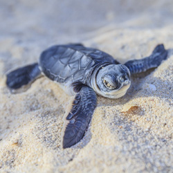 SeaTurtle.jpg