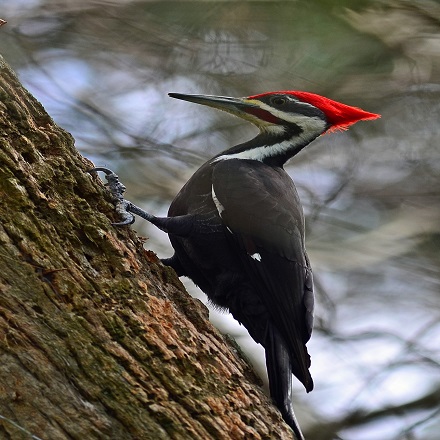 Upland Birds - Pileated Woodpecker.jpg