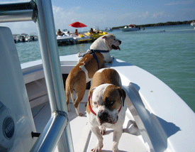 Even the family pets enjoy a boat ride now and then.