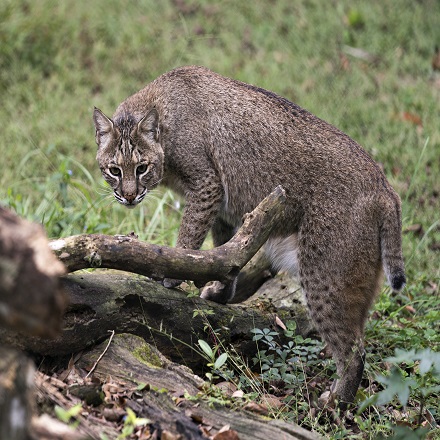 Mammals - Bobcat.jpg
