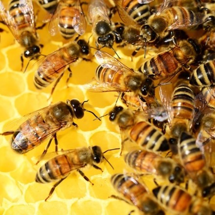 honeybees.jpg